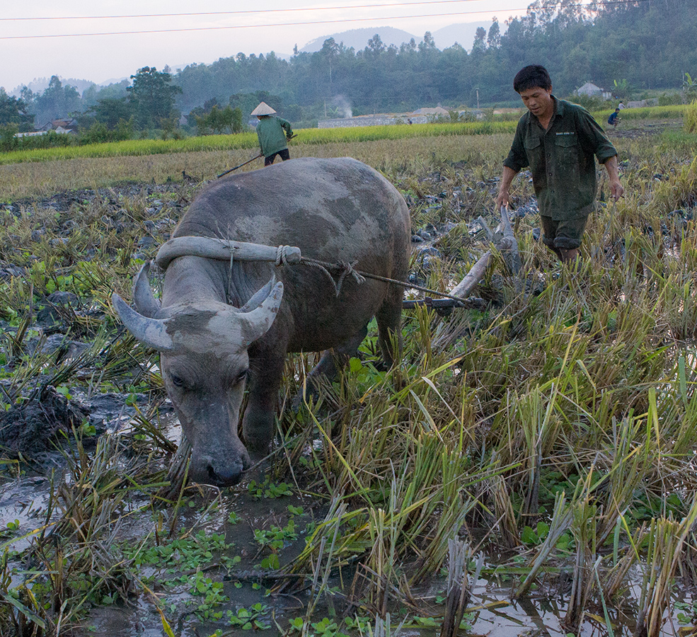 Ha Chiang   Retour Hanoi   010